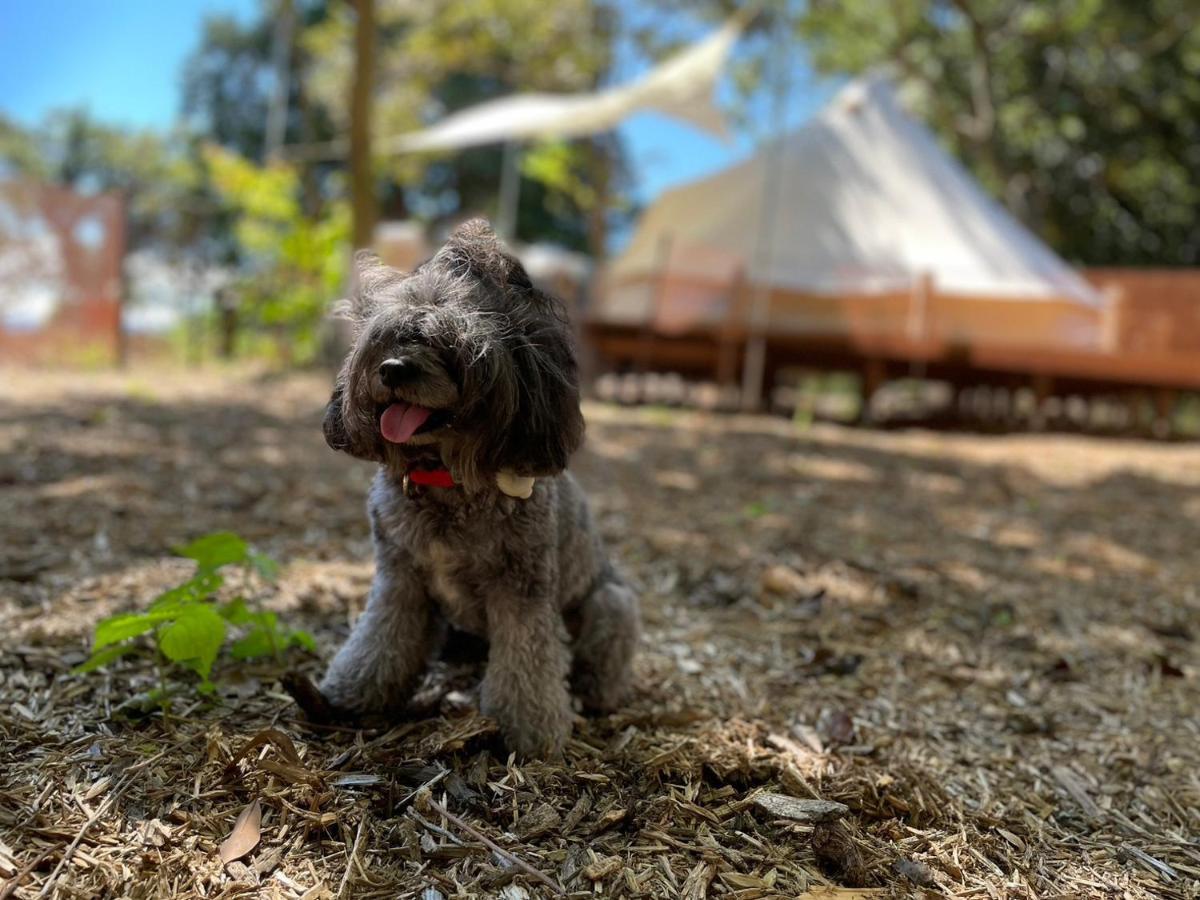 Luxury tent Couscous Glamping *